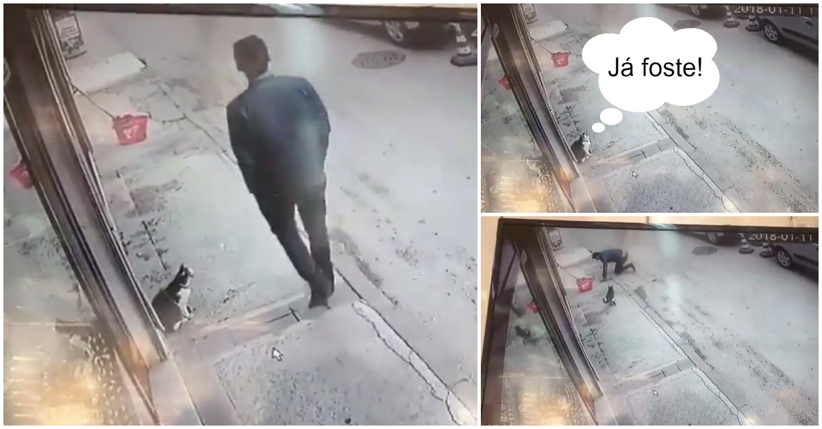 Gato malvado provoca queda a homem com apenas um toque na perna