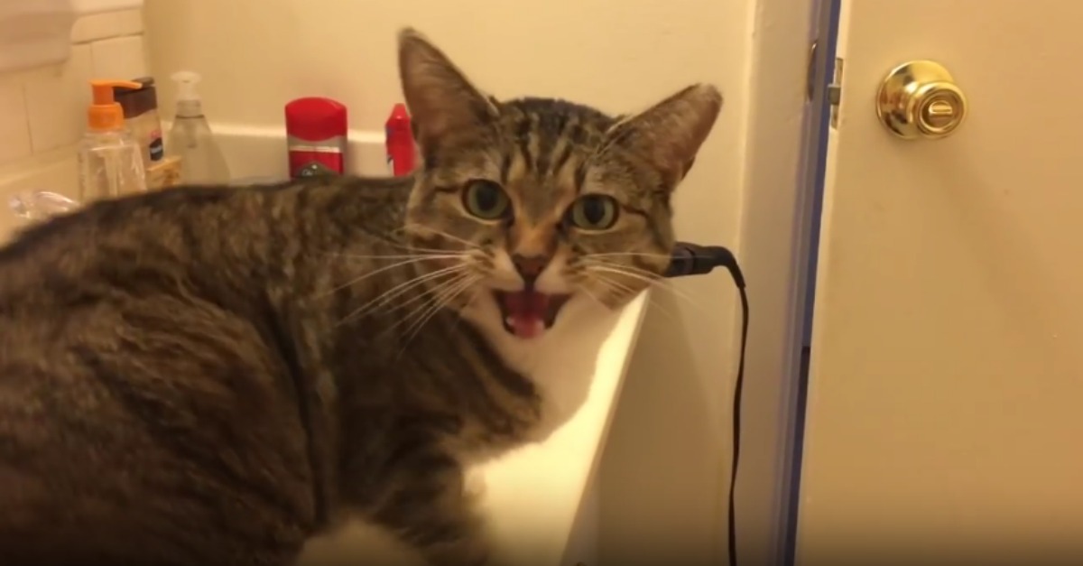 Gato responde de forma peculiar todas as vezes que o seu dono pergunta se tem fome