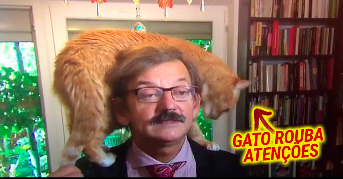 Gato rouba atenções em entrevista política ao subir para ombro do dono