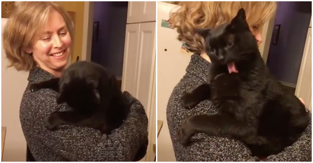 Gato tem sistema de limpeza automático e é ativado sempre que a dona quer... HILARIANTE!