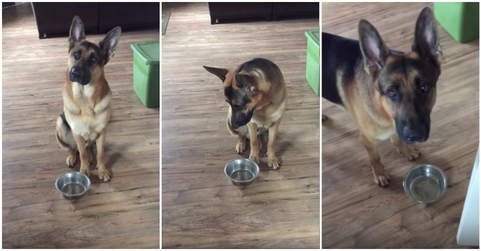 Este pastor alemão sabe como pedir mais comida ao seu dono