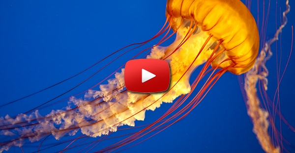 Um mergulho com medusas!