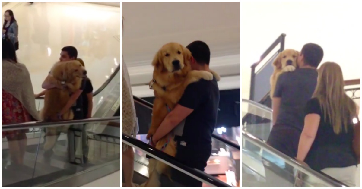 Golden Retriever sobe escadas rolantes no colo do dono e cria momento ADORÁVEL