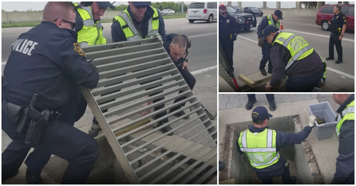 Agentes da Polícia cortam uma das faixas de rodagem para salvar oito patinhos bebés orfaos