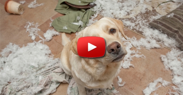Este cão come dinheiro e tem uma reacção ÉPICA!