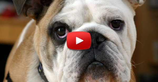 Bulldog com um enorme determinação tenta levar piscina para dentro de casa