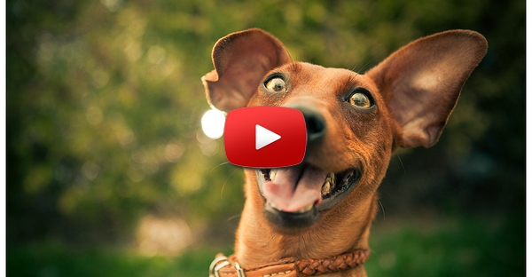 E se o clip de Happy fosse feito por cães e 1 gato?