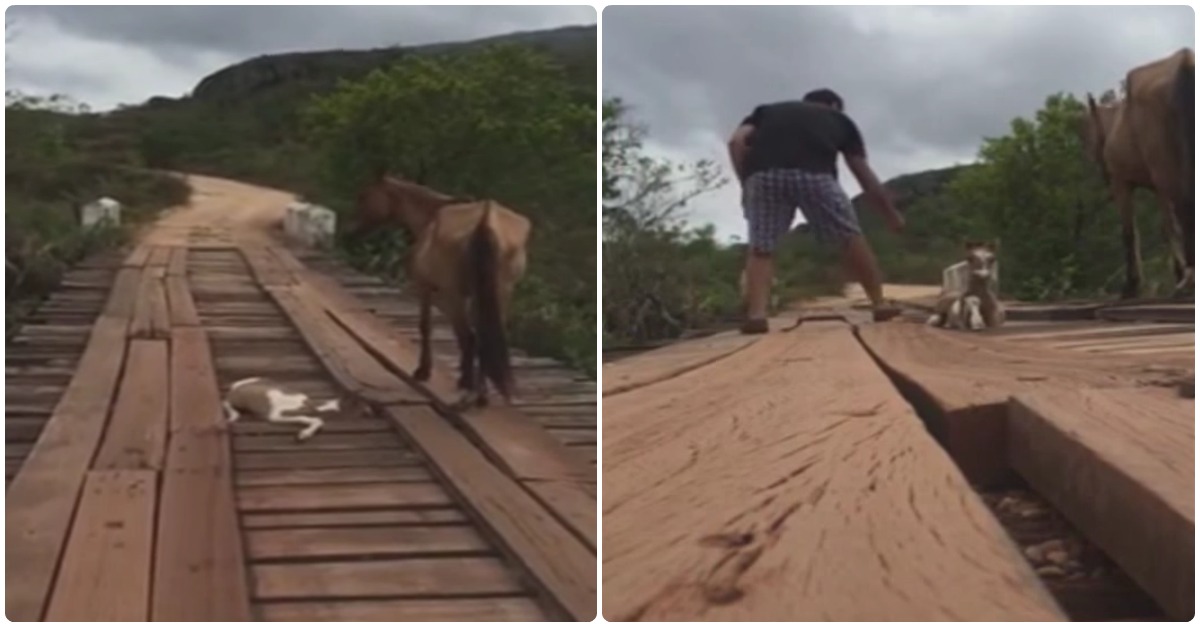 Bom samaritano salva um cavalo ainda bebé que estava preso