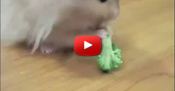 Ham... Ham... Ham... Hamster