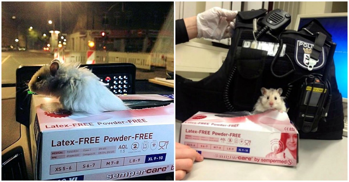 Polícias encontram hamster abandonado e decidem fazer dele um membro da equipa