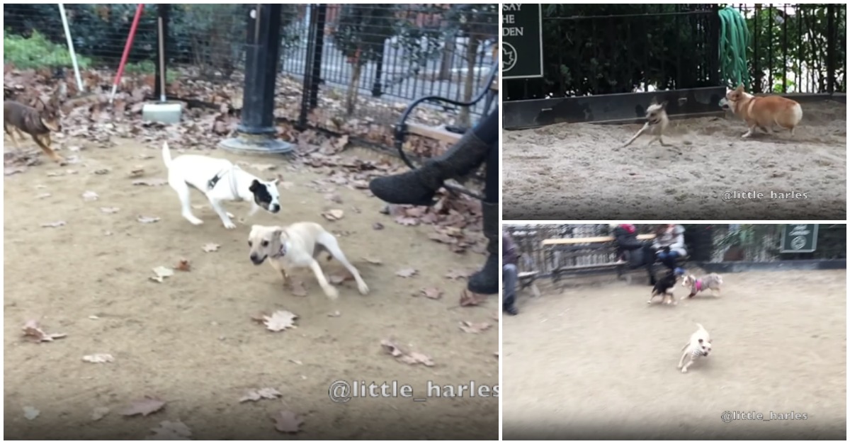 Chihuahua rei das fintas é o Cristiano Ronaldo em versão canina