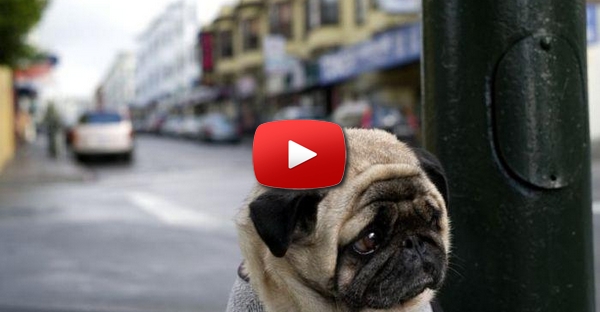 Cão muito preocupado com o dono...Por que será?
