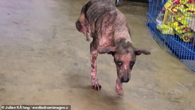 Cão vive sobre duas patas após acidente e vira exemplo de força e superação