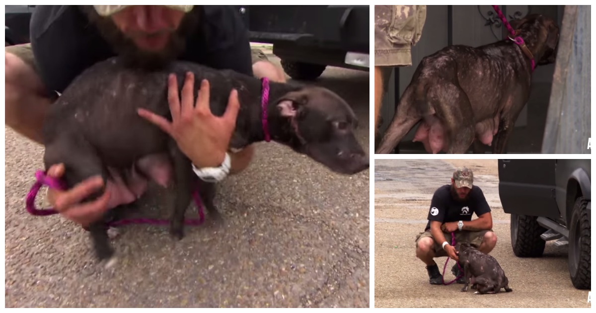 Abandonada e separada dos seus bebés: Vê só a sua reação quando chegou a ajuda!