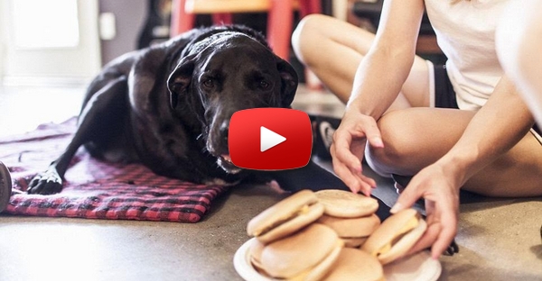 O último dia da vida de um cão que tinha um tumor
