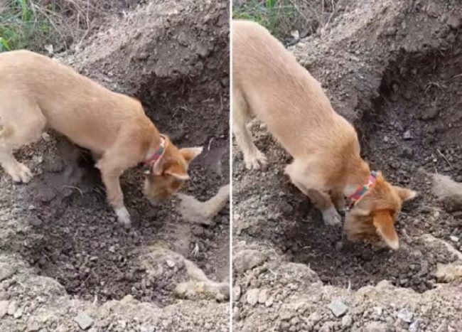 Cão enterra amigo que morreu atropelado na Tailândia e comove internautas