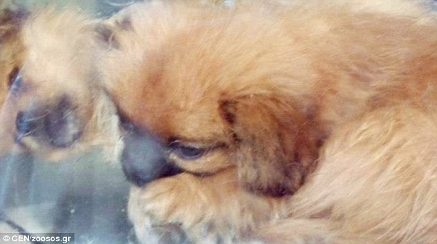 Filhote exposto em vitrina de pet shop lambe inocentemente cadáver do irmão para tentar acordá-lo