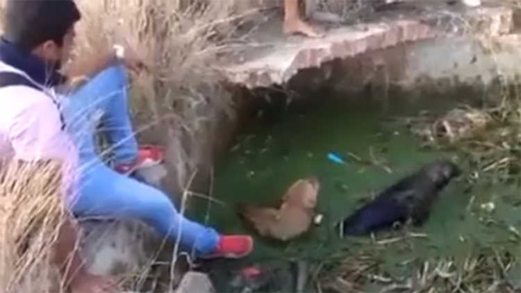 Estes jovens tiveram uma atitude fantástico ao salvar dois cães