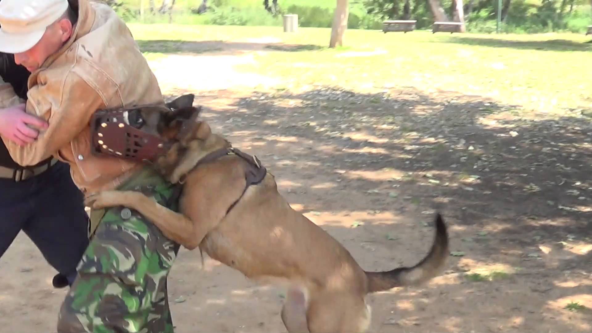 Os ataques com facas não são um problema para este cão