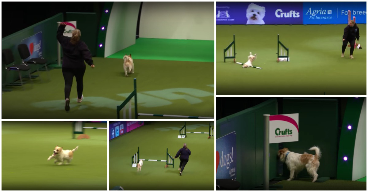 Cão extremamente animado e distraído participa em prova de agilidade e conquista a Internet