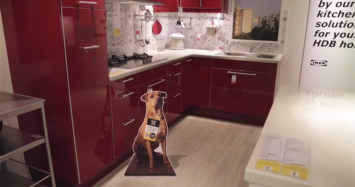 IKEA ajuda cães abandonados a serem adoptados