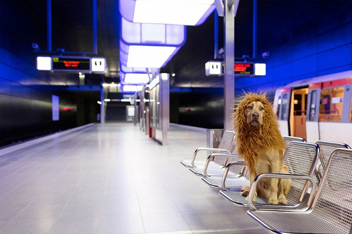 Este cão foi encontrado no lixo... agora é o rei leão!