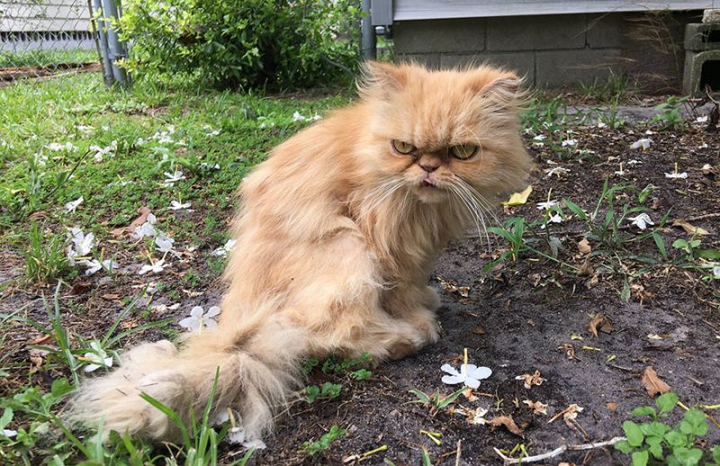 Gato rabugento foi adoptado por alguém que o adora mas ele parece não gostar!