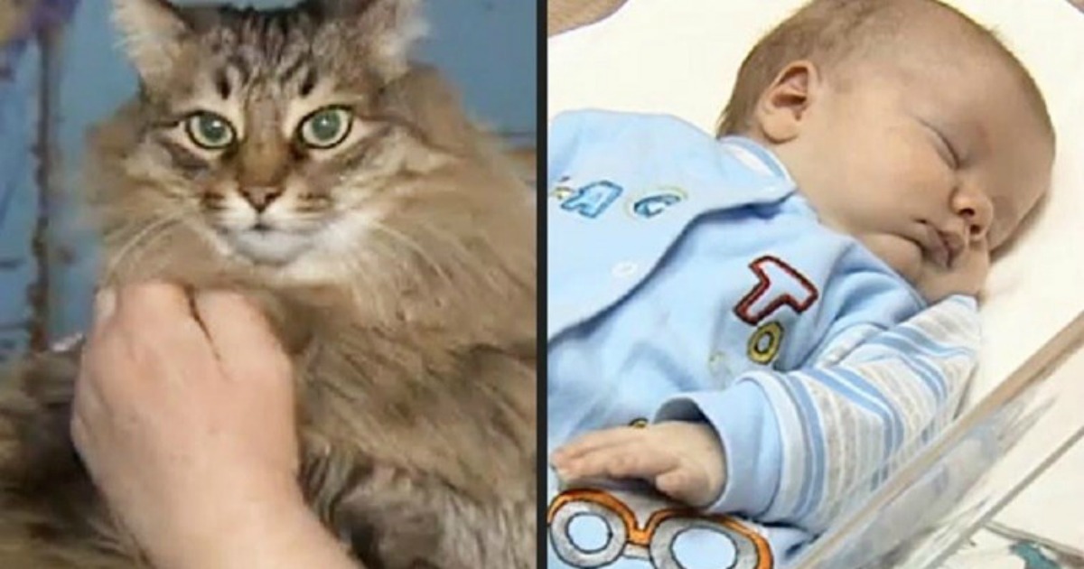 Gato salva bebé abandonado protegendo-o do frio
