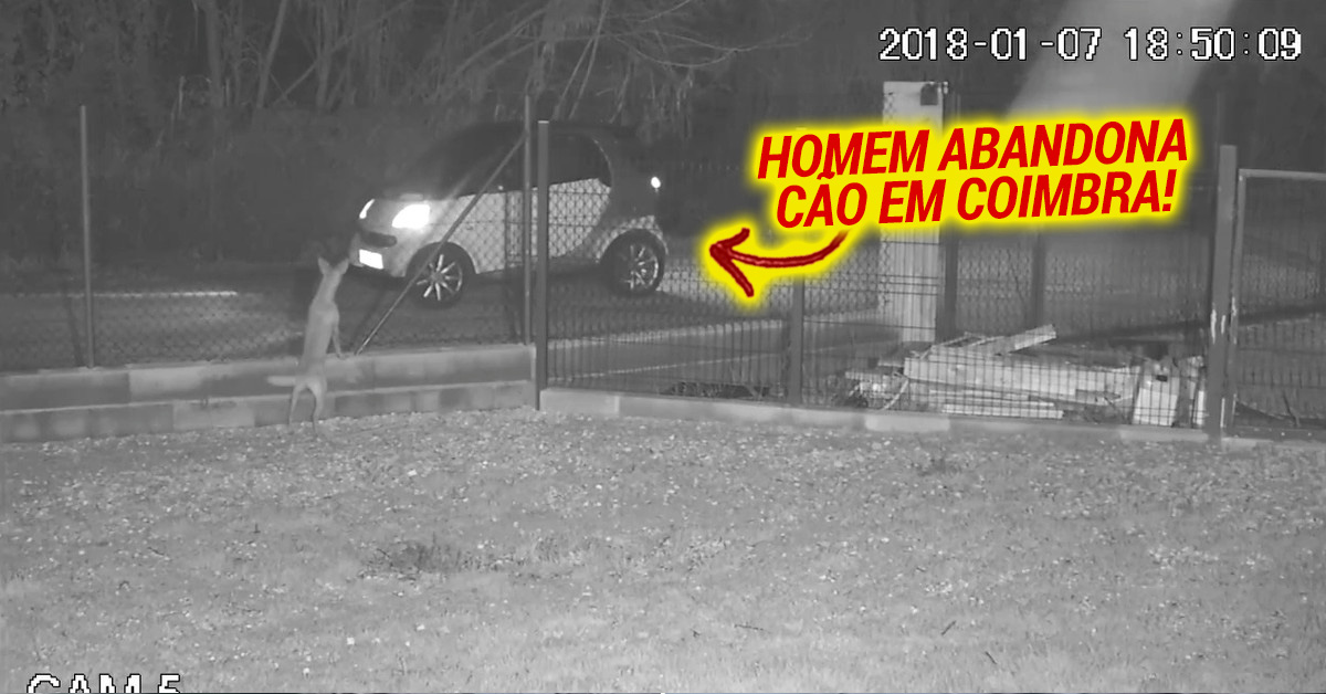 Homem é filmado a abandonar cão em Coimbra de forma muito violenta
