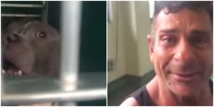 Homem não contém as lágrimas ao encontrar o seu pitbull a poucos dias de ser abatido