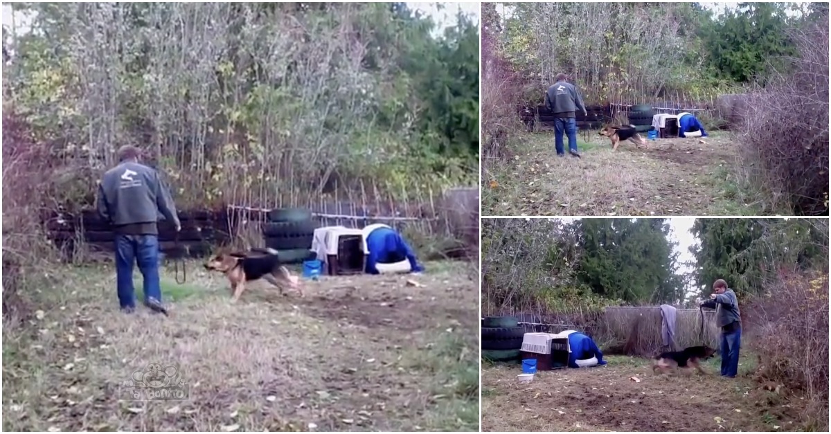 Homem salva cão que passou toda a vida acorrentado, a transformação é incrível!