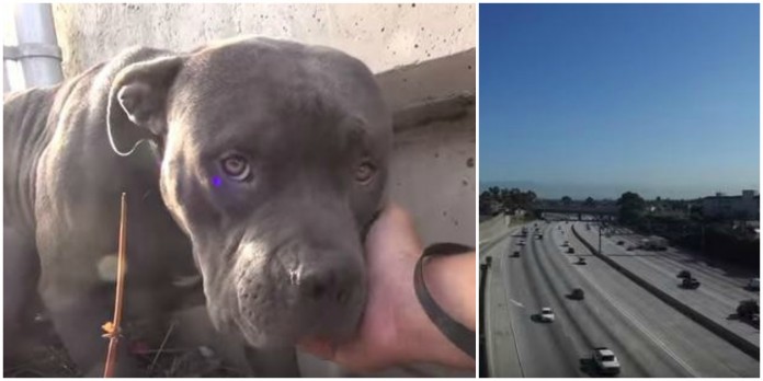 Este pibull viveu meses de medo depois de ser abandonado junto a uma auto-estrada