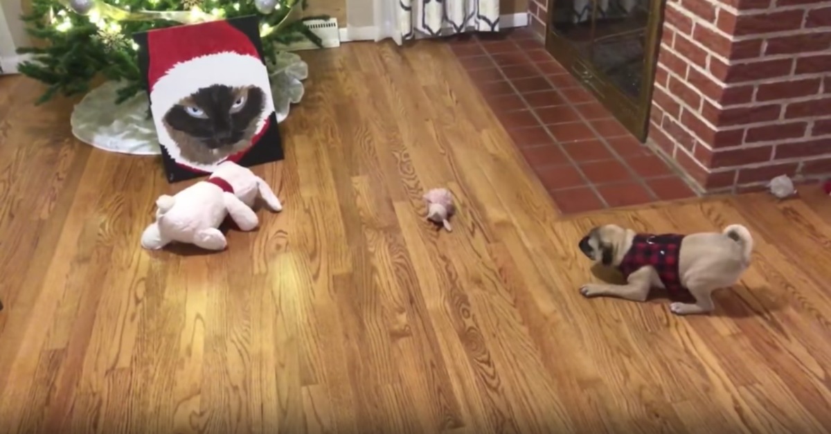 Dono encontra forma original de manter o seu cão afastado do pinheiro de Natal