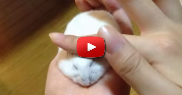 Como fazer o teu hamster encolher