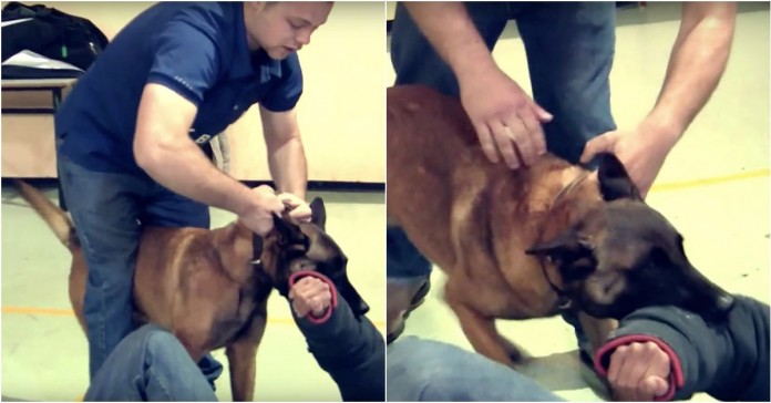 Como parar um cão que está a atacar uma pessoa