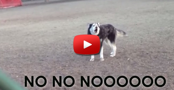 Husky não quer ir embora do parque para cães e faz birra... TADINHO!