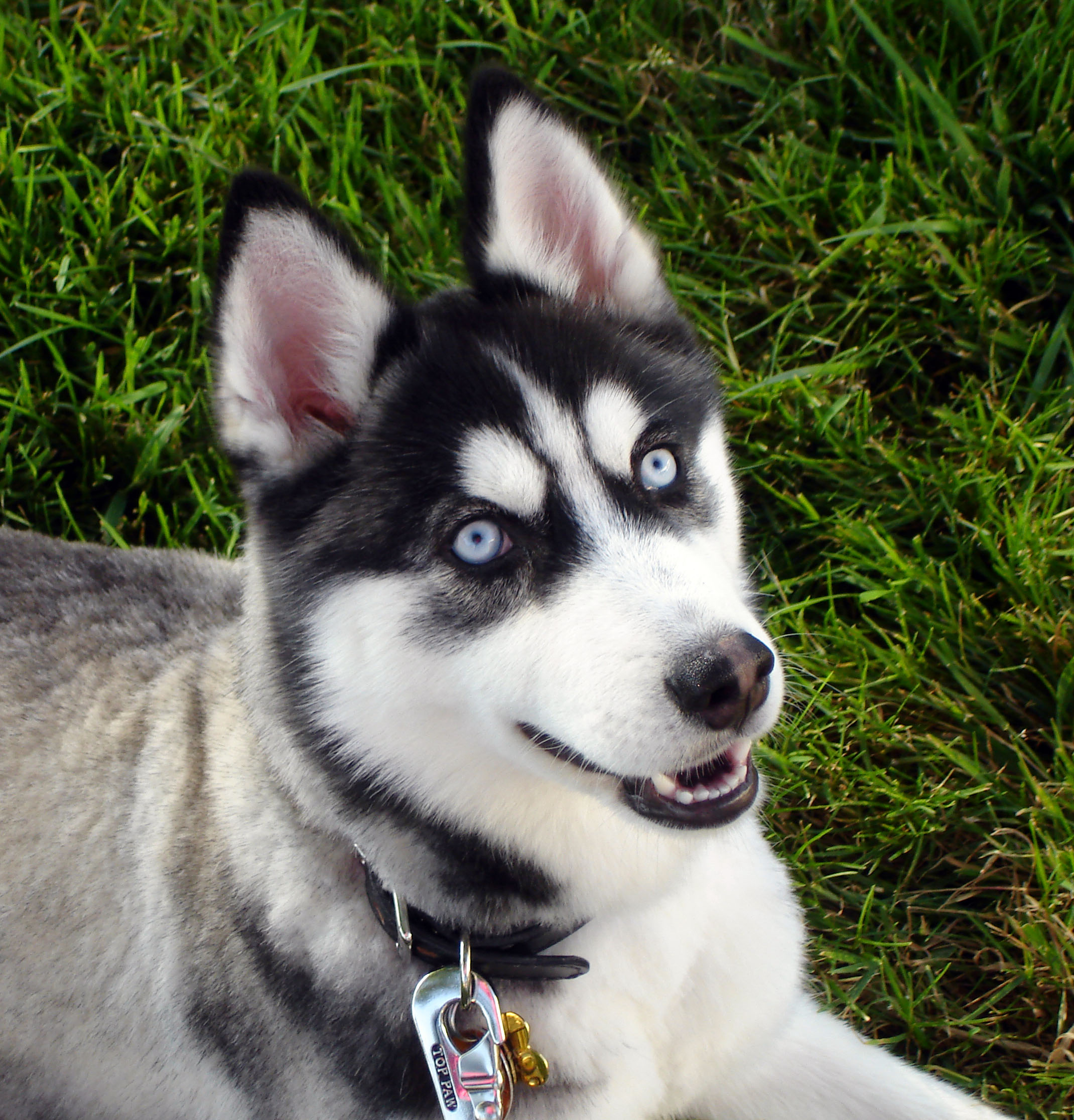 Um Husky que fala!