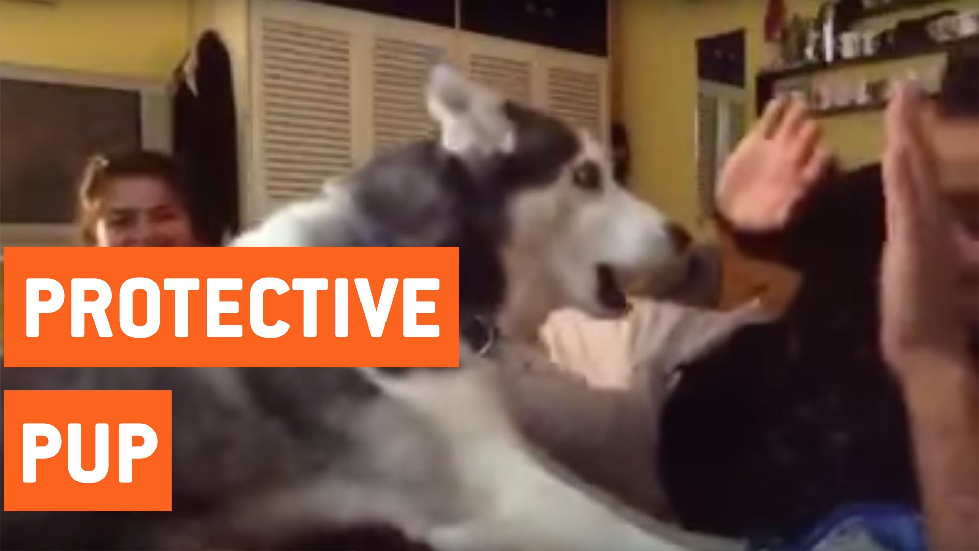 Husky ensina como devemos reagir numa situação de violência