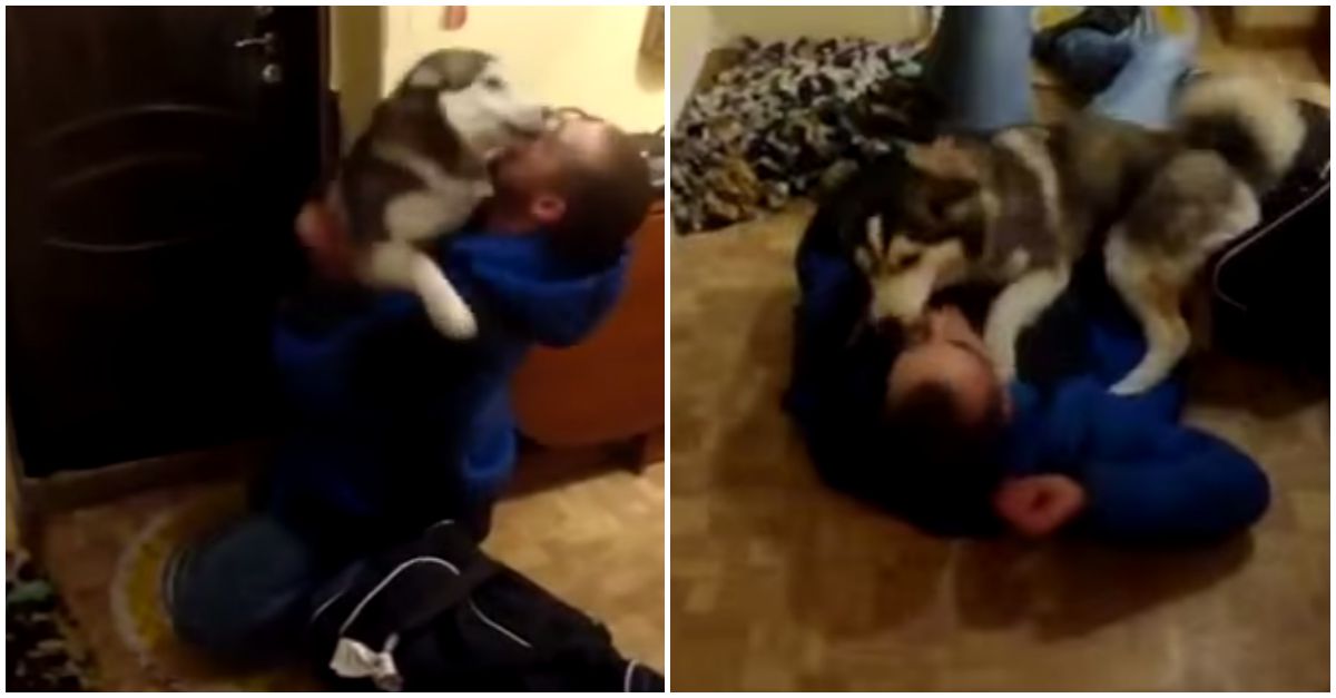 Husky recebe de forma maravilhosa o dono que passou vários dias fora de casa