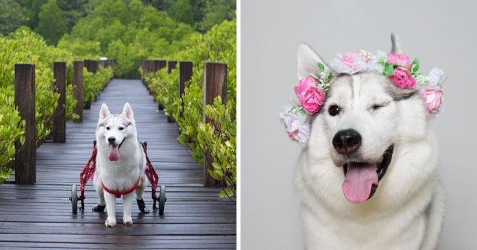 Husky sem patas de trás é adotada e agora é feliz numa cadeira de rodas