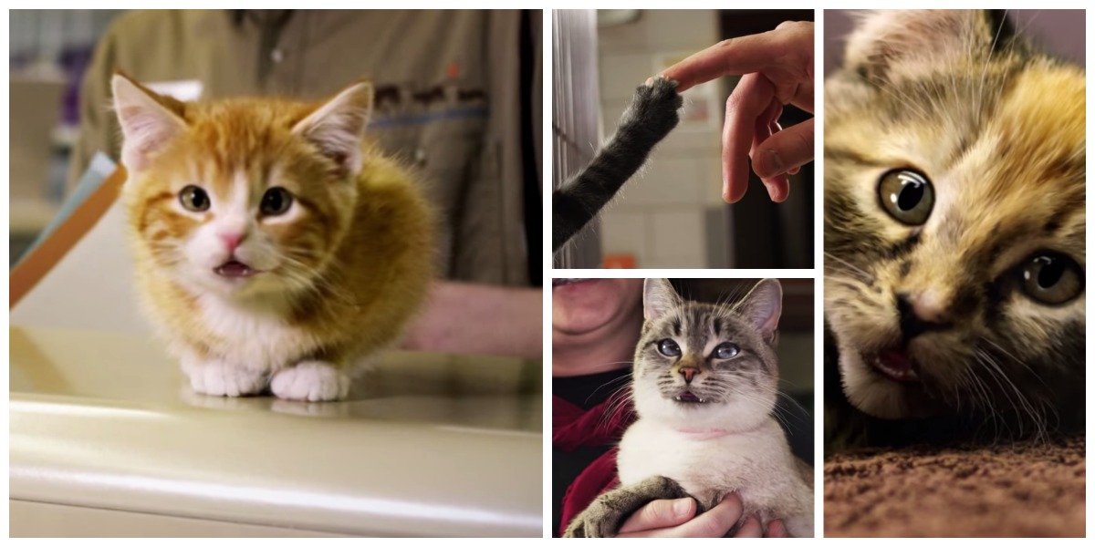 30 segundos chegam para perceberes porque é que deves adoptar um gato