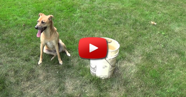 Cachorrinho adorável aceita o “Desafio do Balde Com Gelo”