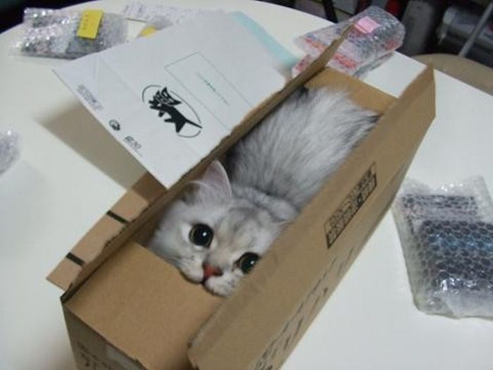 Caixa interativa para gatos que tu mesmo podes fazer em casa... o divertimento é garantido!