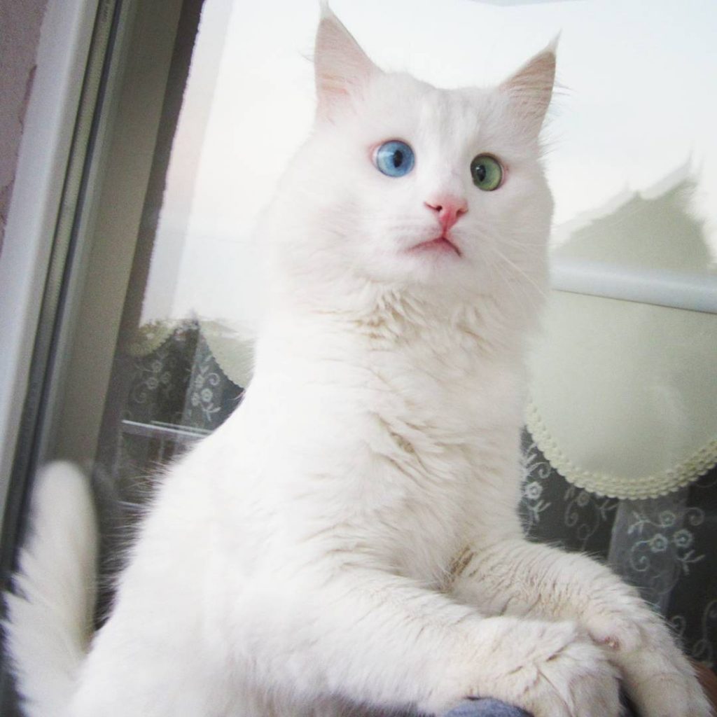 Vais ficar totalmente hipnotizado com os olhos deste gato