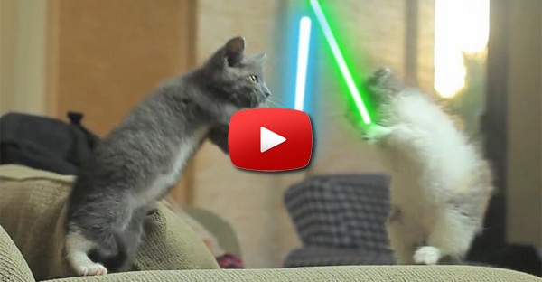 Gatos brincam com sabres de luz.