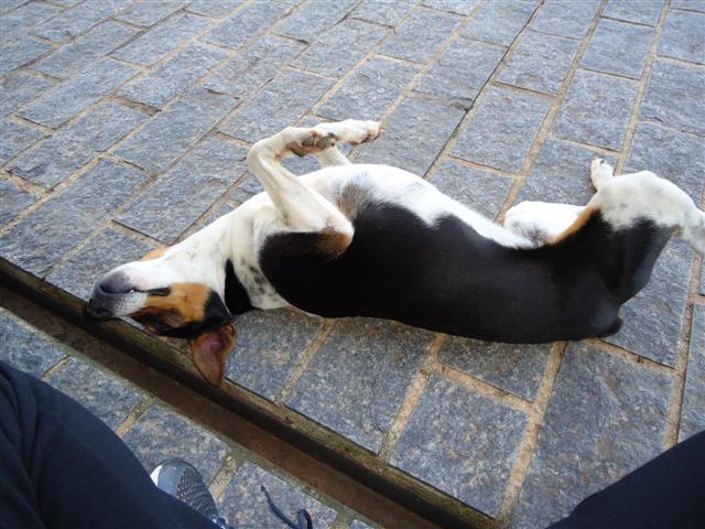 Cão finge-se de morto e dá à volta ao condutor :D