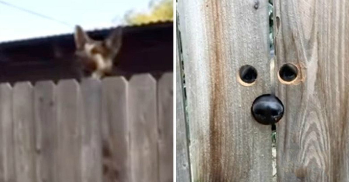 Mulher descobre forma para cadela da casa ao lado lhe poder dizer Olá”