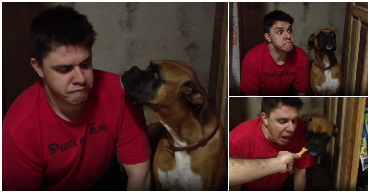 Boxer fica confuso quando vê humano a comportar-se como um cão na luta por um biscoito