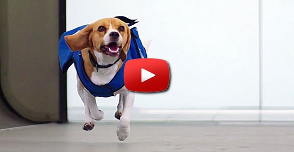 Companhia aérea usa Beagle para devolver pertences perdidos