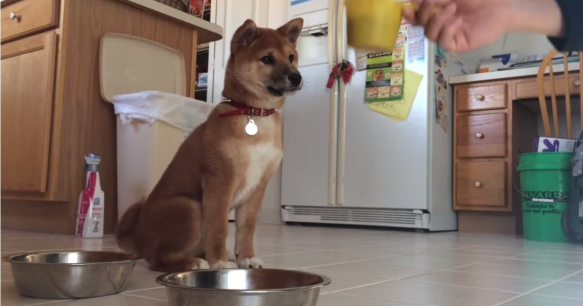 Cachorrinho salta de alegria só de ouvir a ração a tocar na taça